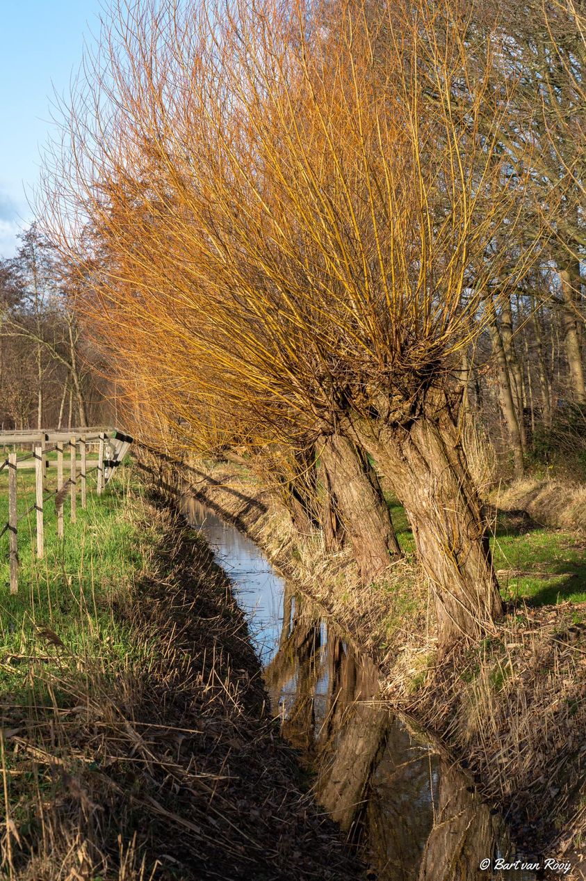 NL DOET wilgen knotten